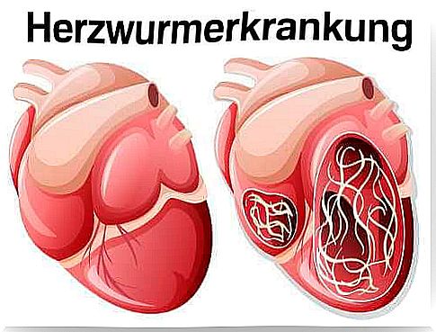 Heartworm Disease - Dogs