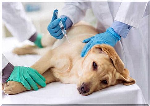 Do not wait for the signs of heartworm disease, rather use prophylaxis