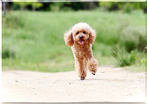 Toy poodle