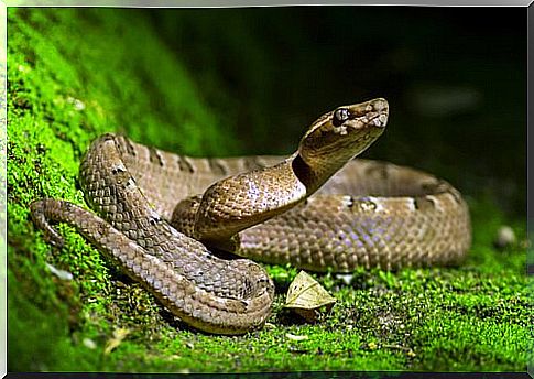 Snake in the garden: how to behave