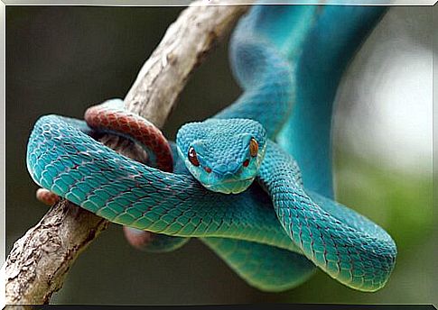 Blue snake