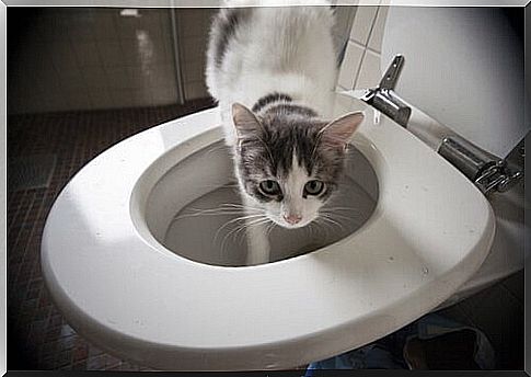 Strange cat behavior: drink from the toilet