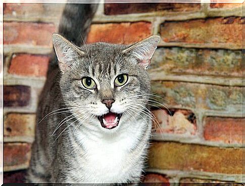 Strange cat behavior: staring and mouth open