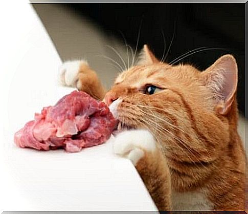 Cat steals meat