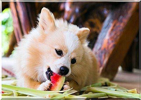 Summer fruits for your dog: watermelon