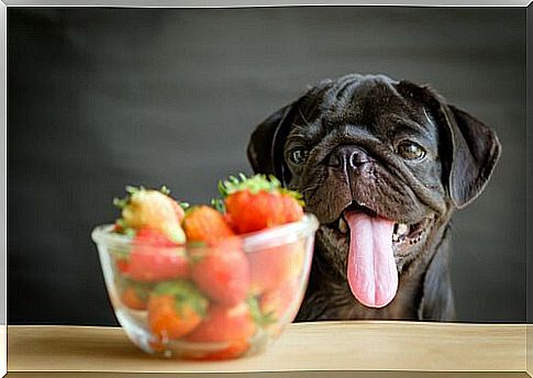 Summer fruits for your dog: strawberries