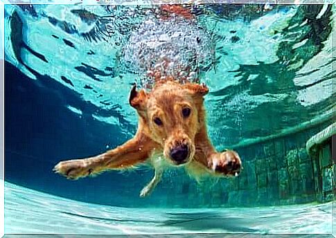 Swimming for dogs: everything you need to know