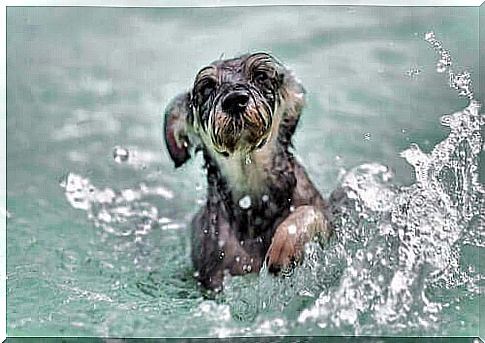 Swimming for dogs - dog in the water