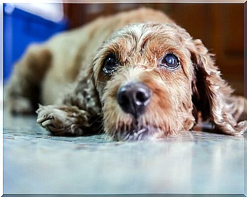 Symptoms and treatment for cataracts in dogs