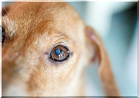 What are the symptoms of cataracts in dogs?