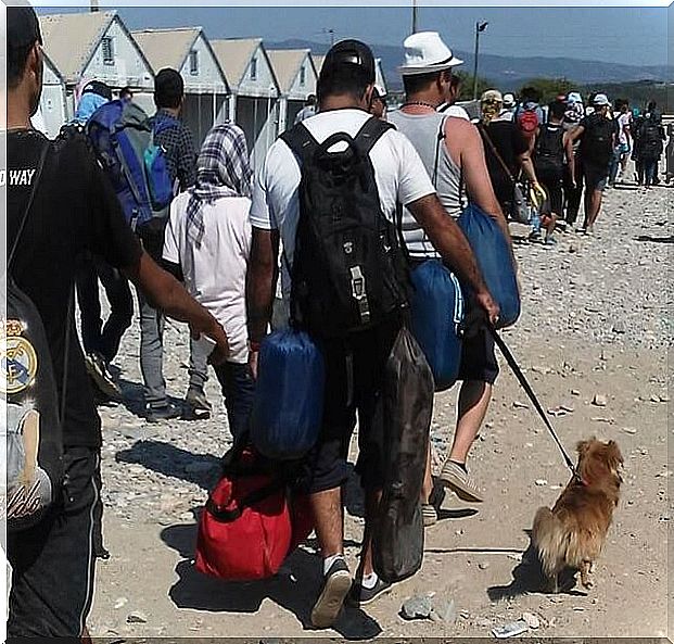 Syrian refugees and their pets