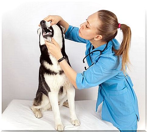 Tartar in dogs - husky at the vet