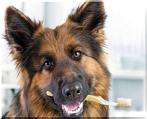 Tartar in dogs - dog with toothbrush