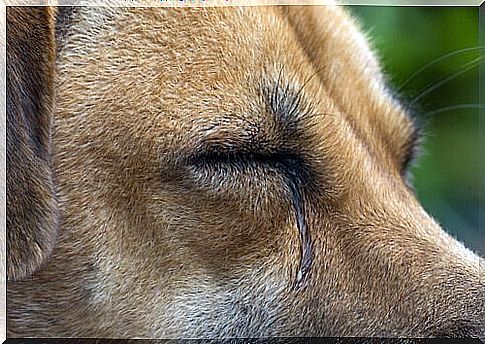 Tears in the dog's eyes - where does that come from?