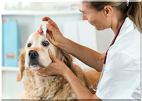 Tears in the dog's eye can also indicate illness.