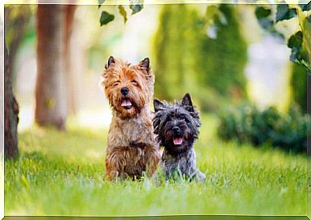 Breed portrait terrier: characteristic traits