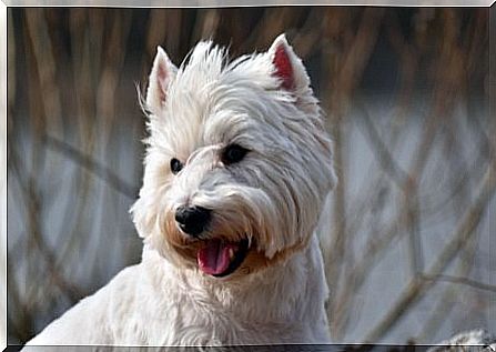 white terrier