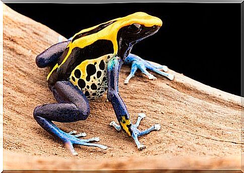 The deadliest of predators: poison dart frog