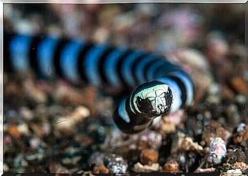 The deadliest predators: sea snakes