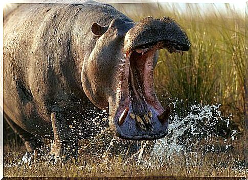 The deadliest predators: hippopotamus