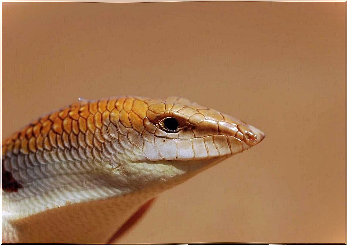 Apothekerskink - close up head