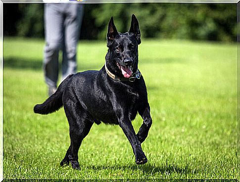 The beauty of black dogs