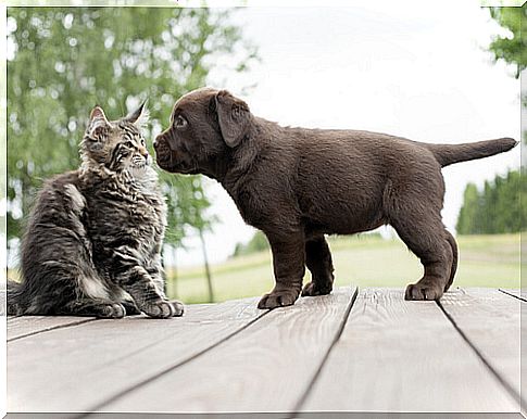 Cat is afraid of black dogs