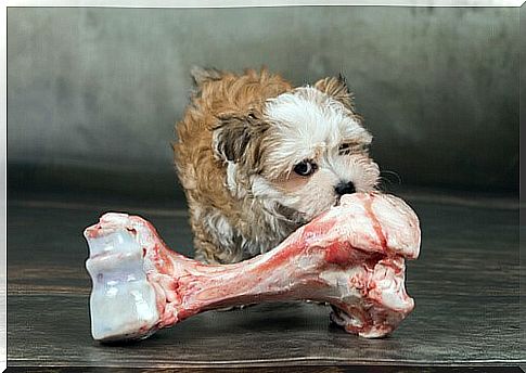 Bones for Dogs - Small Dog, Big Bone