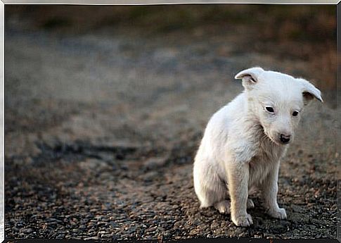 helping a street dog