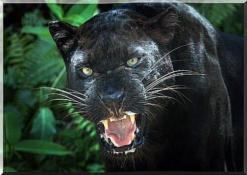 The Black Panther: Curiosities and Interesting