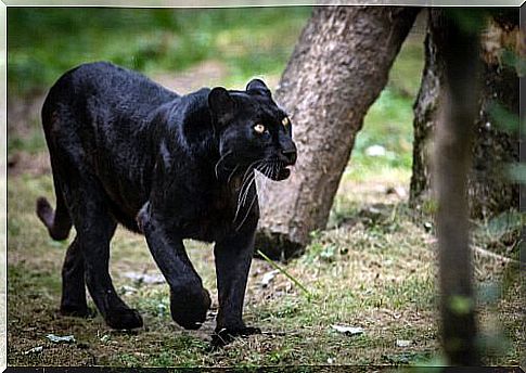 The black panther does not hunt people