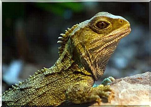 The bridge lizard: survivor from the dinosaur era