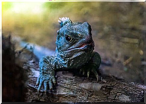 New Zealand bridge lizard