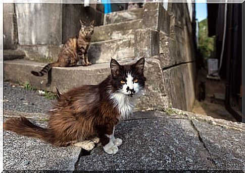 Cat islands in Japan: Tashirojima