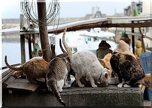 Cat islands in Japan: Aoshima