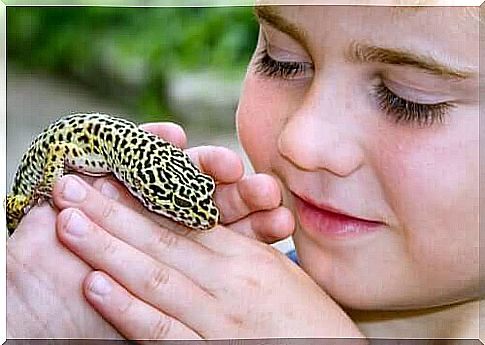 The common leopard gecko - an ideal pet