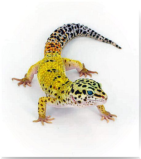 The common leopard gecko - close-up