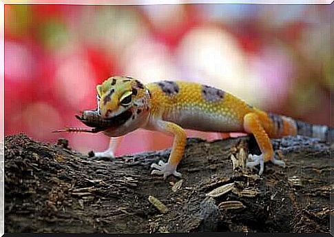 The common leopard gecko - with prey