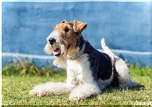 The dogs that bark the most: fox terriers