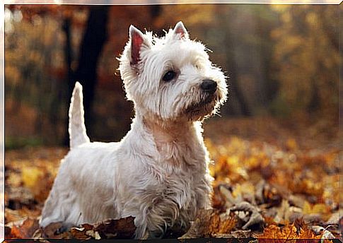 The dogs that bark the most: Westie