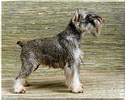 The dogs that bark the most: Miniature Schnauzers