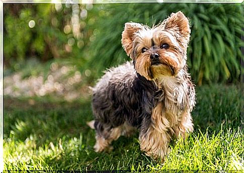 The dogs that bark the most: Yorkshire Terriers