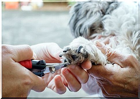 The easiest and safest way to cut your dog's nails