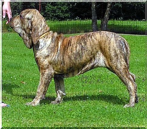 The faithful Fila Brasileiro