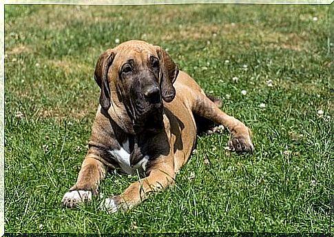 Fila Brasileiro - on meadow