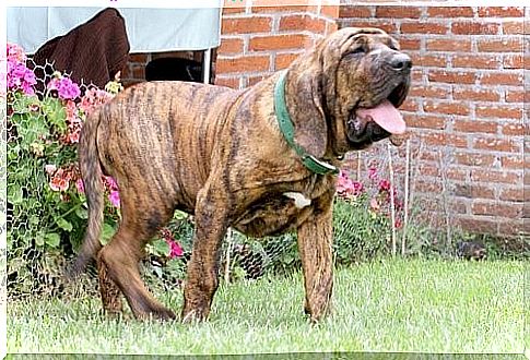 Fila Brasileiro - skin folds