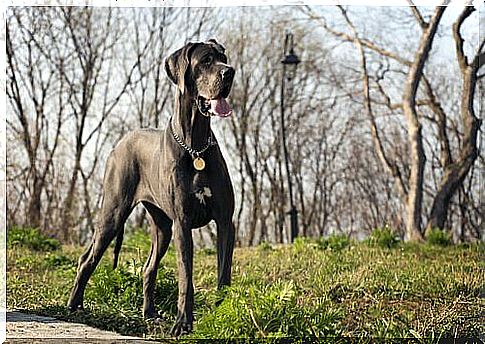 The five largest breeds of dogs