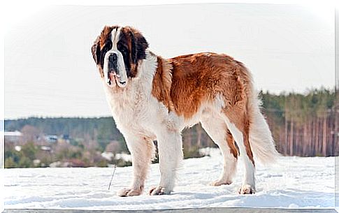 St. Bernard in the snow