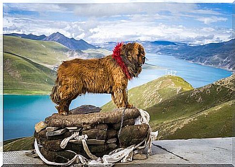 Tibetan mastiff