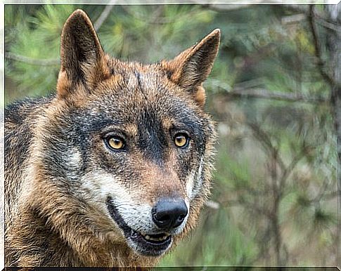 The Iberian wolf is critically endangered